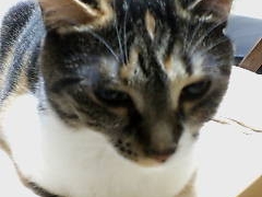 Thumbnail of post image 137