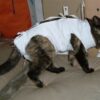 Thumbnail of related posts 161