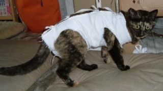 Thumbnail of post image 174