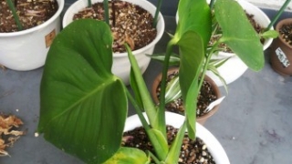 Thumbnail of post image 124