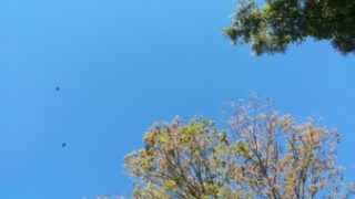 Thumbnail of post image 168