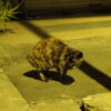 Thumbnail of related posts 065