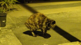 Thumbnail of post image 063