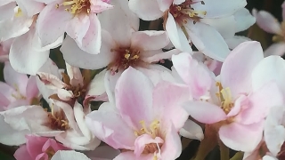 Thumbnail of post image 117