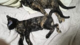 Thumbnail of post image 073