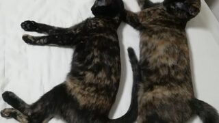 Thumbnail of post image 041