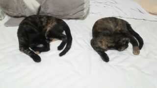 Thumbnail of post image 007
