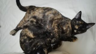 Thumbnail of post image 047