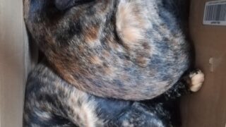 Thumbnail of post image 074