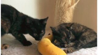 Thumbnail of post image 173