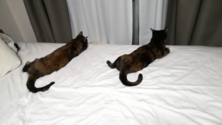 Thumbnail of post image 151