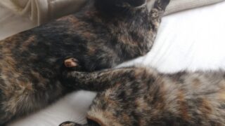 Thumbnail of post image 141