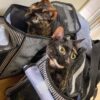 Thumbnail of related posts 131