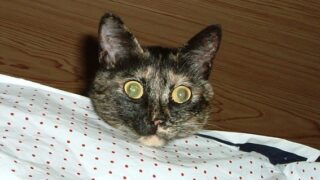 Thumbnail of post image 074