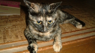 Thumbnail of post image 026