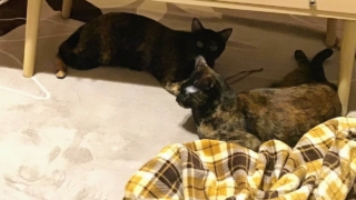 Thumbnail of post image 068