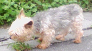 Thumbnail of post image 133