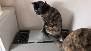 Thumbnail of post image 177