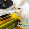 猫とキーボードの共存を実現する「ねこぽちキーボードカバー」 - PC Watch