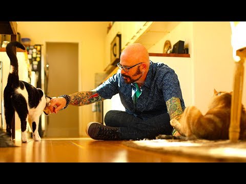 [テレビ予告] 猫ヘルパー シーズン9～猫のしつけ教えます～｜アニマルプラネット