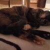 Thumbnail of related posts 115