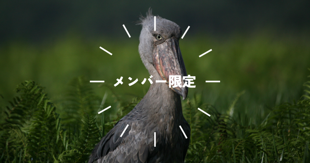 メンバー限定コンテンツ（codoc）について