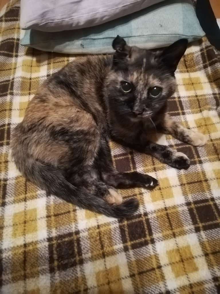 ルームシェアをしているオタク女ふたりが東京で猫を譲り受けることの難しさ（2）