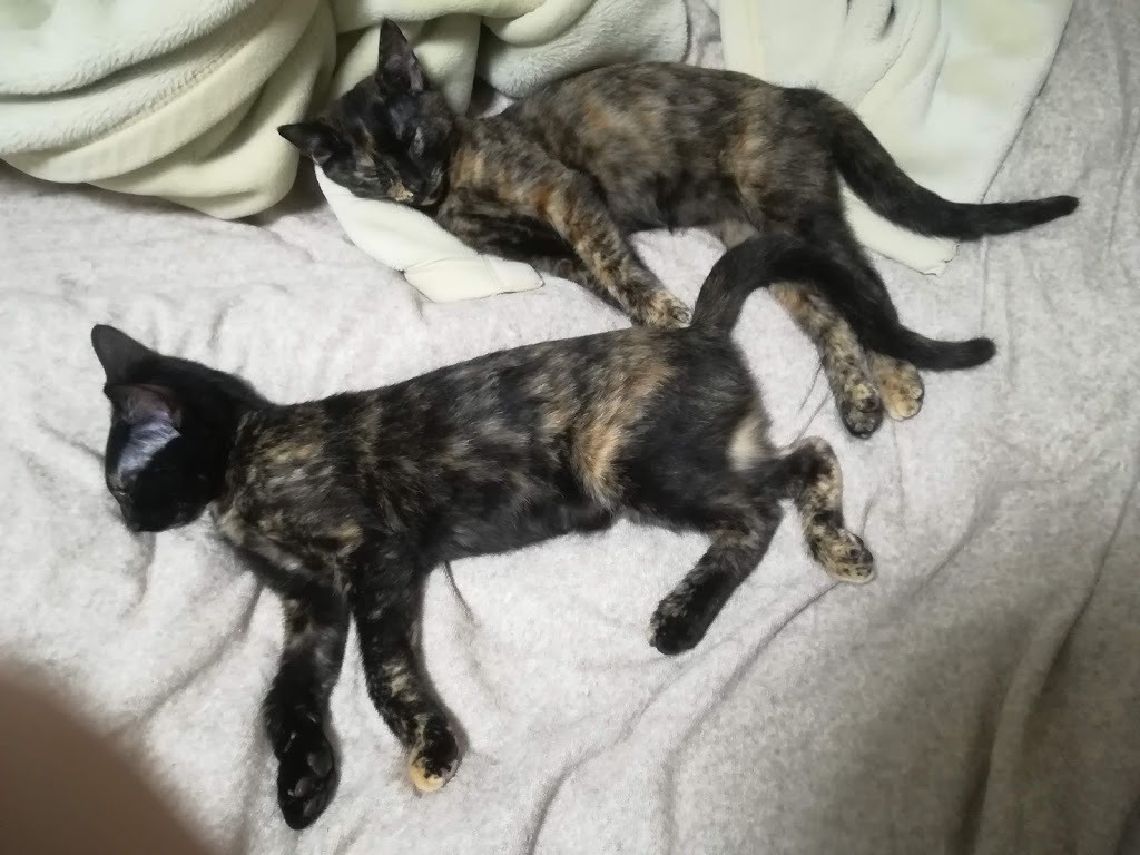 ねこ・真名解放