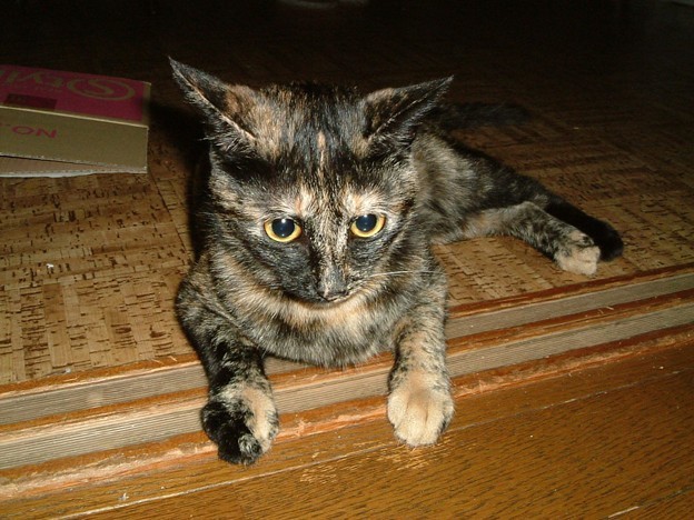 ねこの話をするとしよう（1）